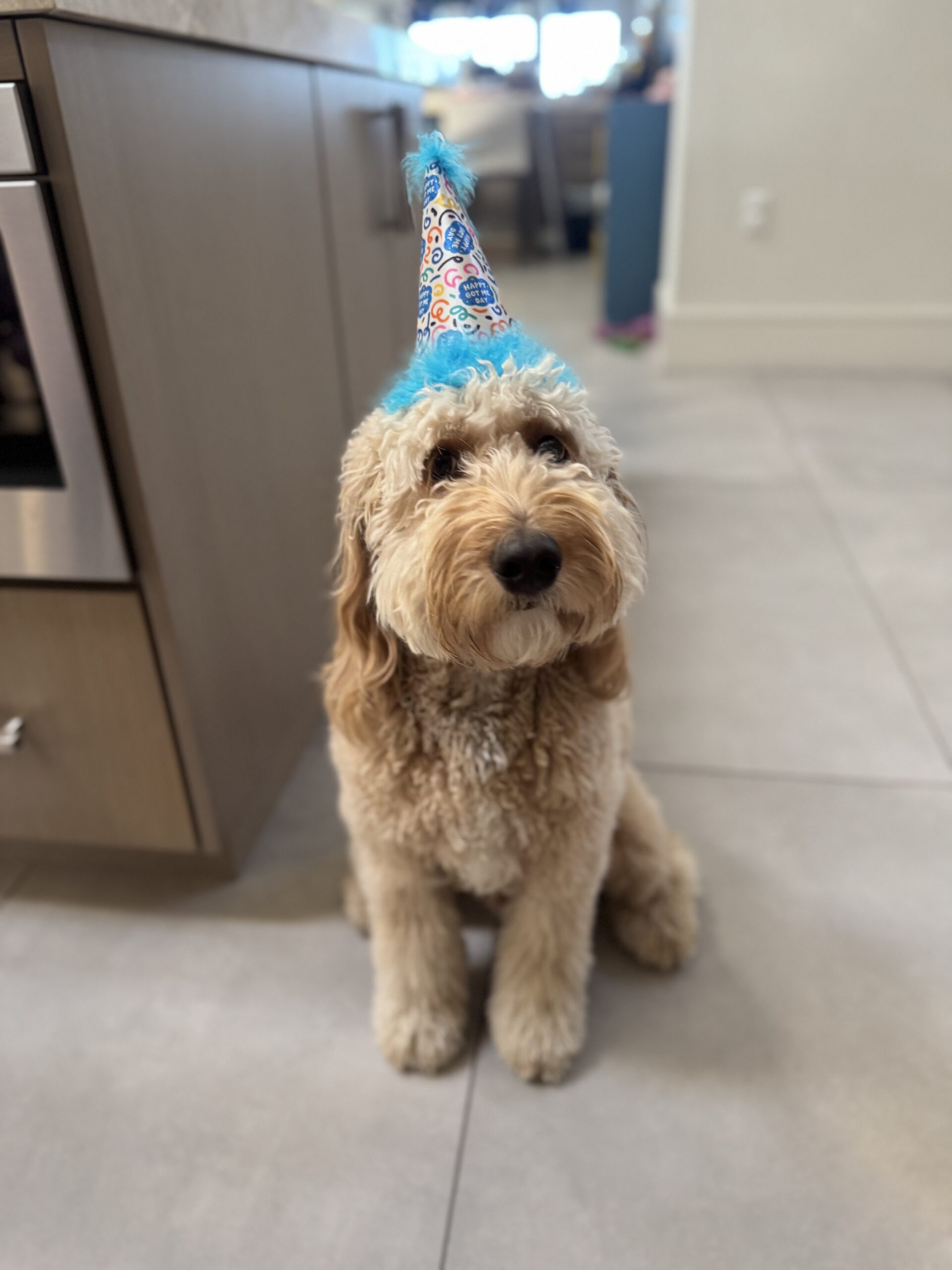 Luca | Positive Solutions Emotional Support Dog Luca | Positive Solutions Emotional Support Dog